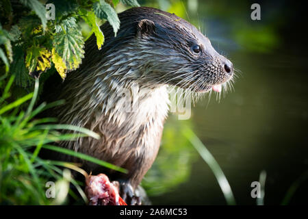 Otter close up an einem Flussufer Stockfoto