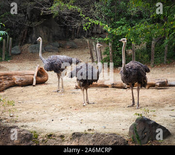 Eine kleine Gruppe von straußen stand in der Nähe von einander mit ihren langen Hals hoch gestreckt, um in verschiedene Richtungen. Stockfoto