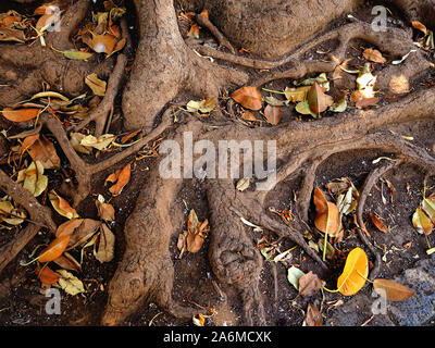 Die dicken Wurzeln eines kanarischen Gummibaum von oben fotografiert mit gelben getrockneten Blätter um sie herum liegen. Detailliertes Bild, die in Erdtönen gehalten. Stockfoto