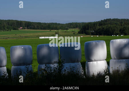 Eine Gruppe von Ballen mit Heu gärenden auf der Wiese Stockfoto