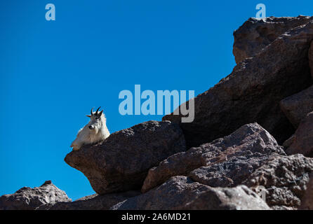 Eine Bergziege ruht am Rand einer Klippe Stockfoto