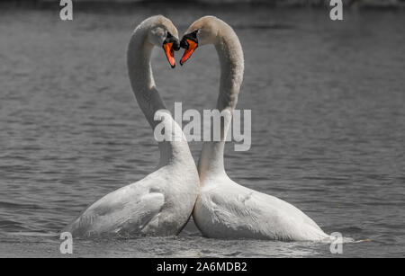 Eine Mute swan Paar bilden eine perfekte Herzform mit ihren langen Hälsen Stockfoto