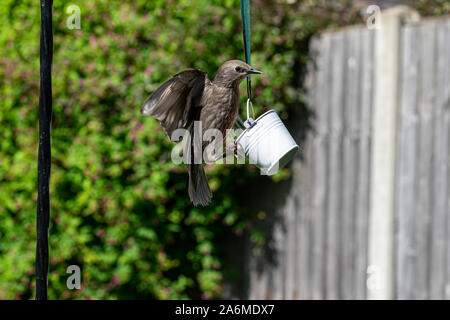 Kinder wild Starling Vogel Landung auf kleinen Garten des Schrägförderers Stockfoto