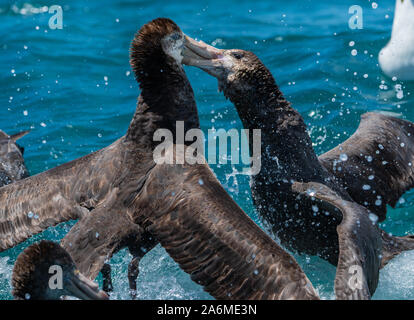 Northern Riese Sturmvögel Kämpft über Aas vor der Küste von Neuseeland Stockfoto