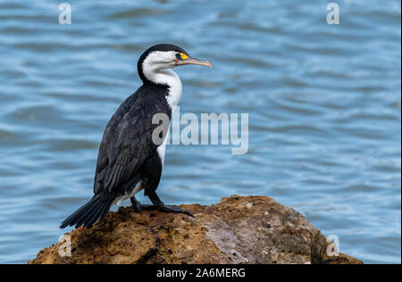 A Pied Shag auf einem Felsen an einer Neuseeländischen Küste Stockfoto