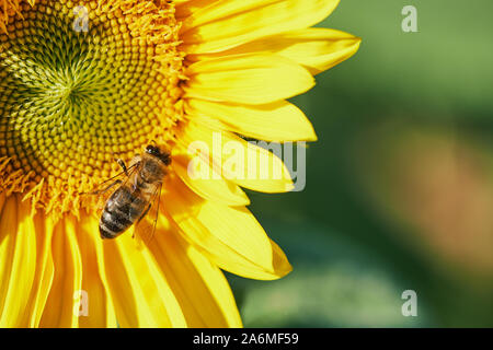 Makro einer Biene beim Sammeln von Pollen in eine Sonnenblume an einem sonnigen Tag Stockfoto