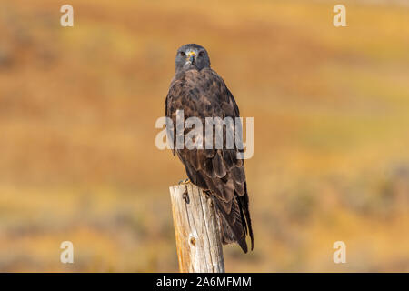Ein Red-tailed Hawk thront auf einem Zaunpfosten im Grasland von Colorado Stockfoto