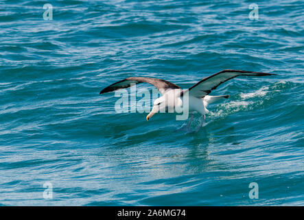 Ist eine schöne Salvin Albatross vor der Küste von Neuseeland Stockfoto