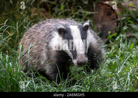 Europäischen Dachs Meles meles. Auch die Eurasischen Dachs oder einfach Badger bekannt Stockfoto