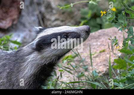 Europäischen Dachs Meles meles. Auch die Eurasischen Dachs oder einfach Badger bekannt Stockfoto