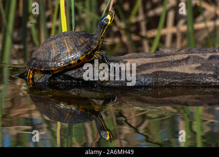 Ein Yellow-bellied Slider Turtle Sonnen in Georgien Stockfoto