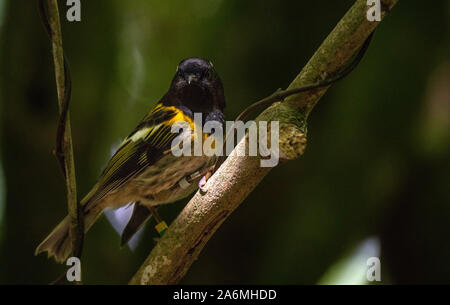 Eine seltene Stitchbird (hihi) auf Stewart Island NZ Stockfoto