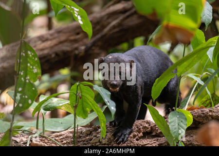 Ein tayra Knurren Gefangen im Neotropischer Wald von Costa Rica Stockfoto