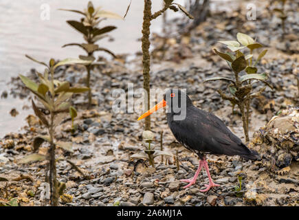 Eine Variable Oystercatcher auf der Küstenlinie der Nahrungssuche für Lebensmittel Stockfoto