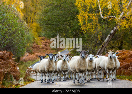 Glen Strathfarrar, Scottish Highlands. Eine Herde von Highland Maultier Schafe mit ihren Lämmern zu Fuß entlang der Single Track Road im Glen. Stockfoto