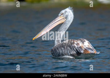 Krauskopfpelikan - Pelecanus crispus. Die massive Mitglied der Pelican Familie, und vielleicht der weltweit größte Süßwasser-Vogel. Stockfoto