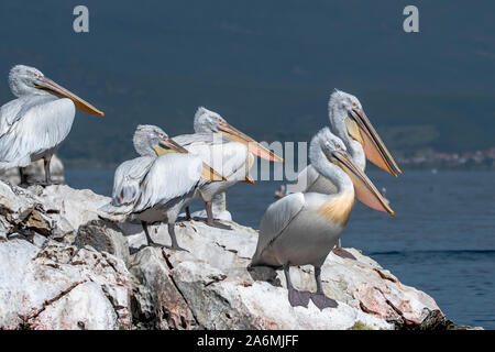 Krauskopfpelikan - Pelecanus crispus. Die massive Mitglied der Pelican Familie, und vielleicht der weltweit größte Süßwasser-Vogel. Stockfoto