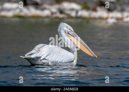 Krauskopfpelikan - Pelecanus crispus. Die massive Mitglied der Pelican Familie, und vielleicht der weltweit größte Süßwasser-Vogel. Stockfoto