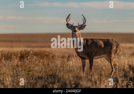 Ein schöner Weißwedelhirsche Buck auf einen lebhaften Herbst Morgen Stockfoto