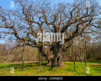 Große Eiche, Sherwood Forest, traditionelle Versteck von Robin Hood, Nottinghamshire Stockfoto