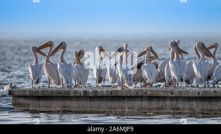 Great White Pelican - Pelecanus onocrotalus. Auch als die östliche weiße Pelikan oder rosa Pelikan bekannt Stockfoto