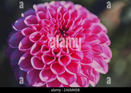 Nahaufnahme einer rosa pompon Dahlien mit dem Namen - Franz Kafka Stockfoto