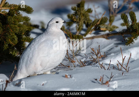 Eine White-tailed Ptarmigan Hiding in plain Sight Stockfoto