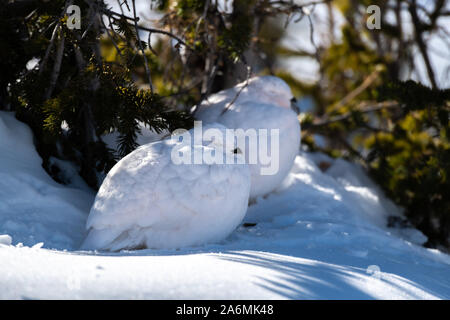 Eine White-tailed Ptarmigan Hiding in plain Sight Stockfoto