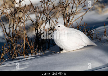 Eine White-tailed Ptarmigan Hiding in plain Sight Stockfoto