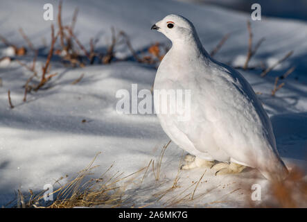 Eine White-tailed Ptarmigan Hiding in plain Sight Stockfoto