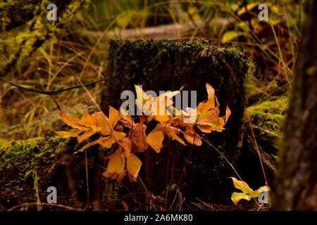 Beautiful early Autumn colors. Stockfoto