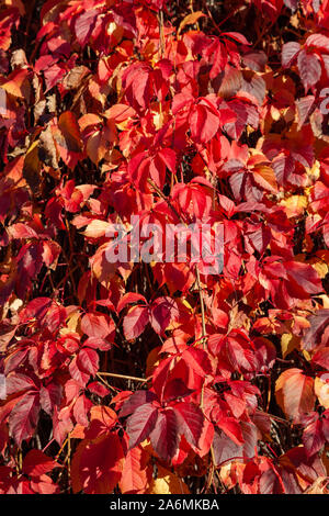 Wild wine is climbing up a wall. In autumn the color changes to a vibrant red. The wall is fully covered by this beautiful plant. Stockfoto