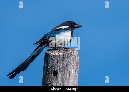 Eurasischen Elster, Pica Pica. Stockfoto