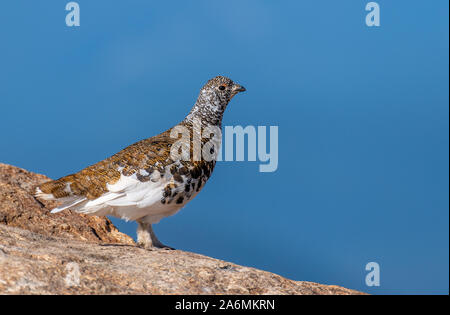 Eine schöne, weiße-tailed Ptarmigan in seine Feder Gefieder Stockfoto