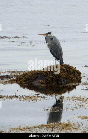 Grau Hdron am Ufer des Loch Flotte National Nature Reserve, in der Nähe von Dornoch, Schottland Stockfoto