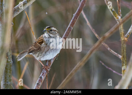 Eine markante White-throated Sparrow thront auf einem Zweig Stockfoto