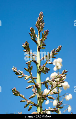 Kleine blühende Palm Tree-Knospen und Blüten der blauen Agave gegen einen klaren blauen Himmel. Stockfoto