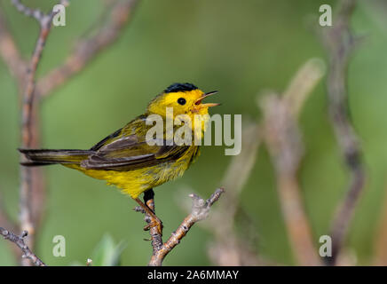 Eine schöne Wilson's Warbler Singen an einem Frühlingsmorgen Stockfoto