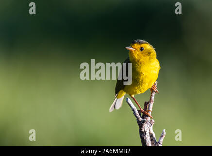 Eine schöne Wilson's Warbler thront auf einem Zweig Stockfoto