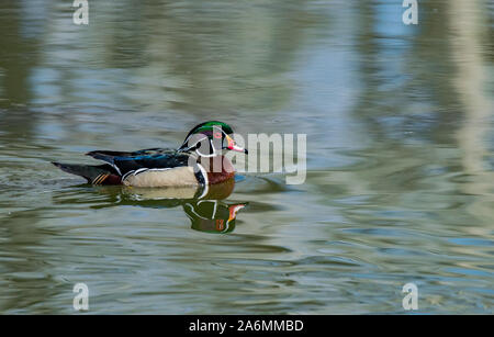 Ein schönes Holz Ente Drake Schwimmen friedlich auf einem Teich in Colorado Stockfoto