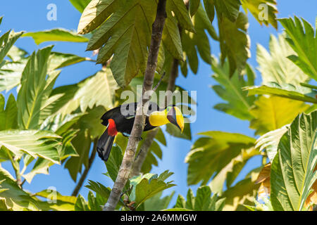 Eine gelb-throated Toucan und seinen riesigen Schnabel beobachten Boden Aktivität Stockfoto