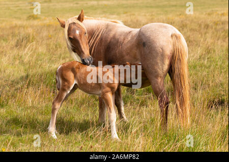 Mutter und Fohlen Stockfoto