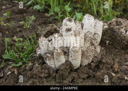 Aus der Erde gekrochen Coprinus comatus Pilze im Garten wächst. Anti alkoholische Pilz Stockfoto