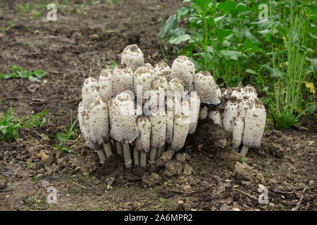 Aus der Erde gekrochen Coprinus comatus Pilze im Garten wächst. Als anti-Alkohol verwendet Stockfoto