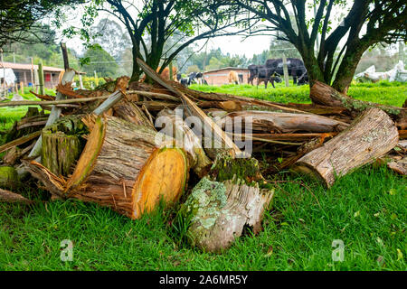 Die Baumstämme in verschiedenen Größen geschnitten, auf einem Bauernhof Stockfoto