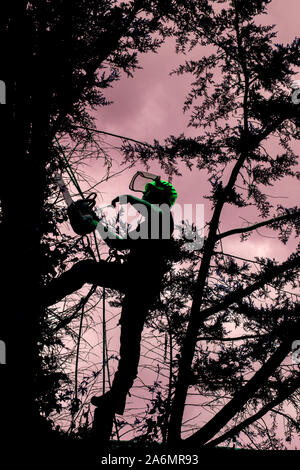Baum Chirurg in Tanne, Entfernen von Ästen, in Vorbereitung auf die vollständige Entfernung in Hertfordshire Stockfoto
