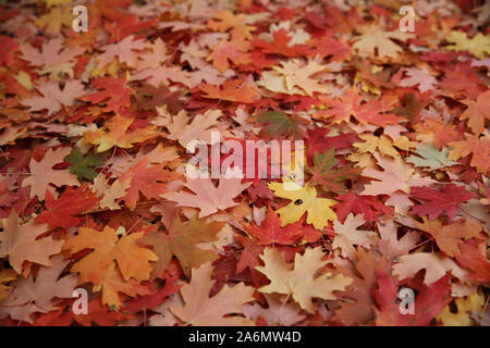 Ahornblätter, die den Boden unter den Baum. Stockfoto