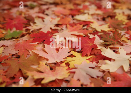 Ahornblätter, die den Boden unter den Baum. Stockfoto