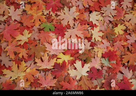 Ahornblätter, die den Boden unter den Baum. Stockfoto