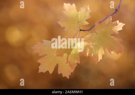 Ahorn Blätter im Herbst Jahreszeit, Utah Stockfoto